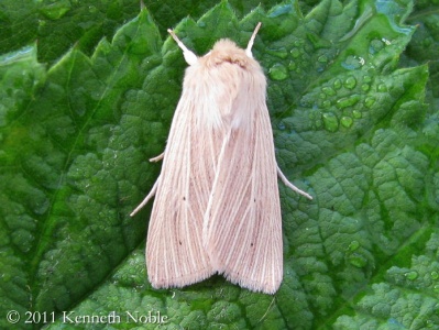 common wainscot (Mythimna pallens) Kenneth Noble